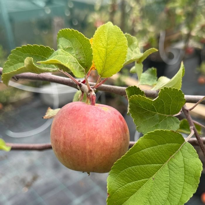 Æbletræ, Malus domestica 'Rød Aroma' 