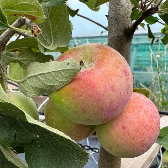 Æbletræ, Malus domestica 'Rød Aroma' 