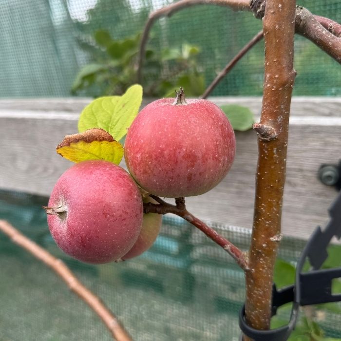 Æble Dværgfrugttræ 'Rød Aroma' 