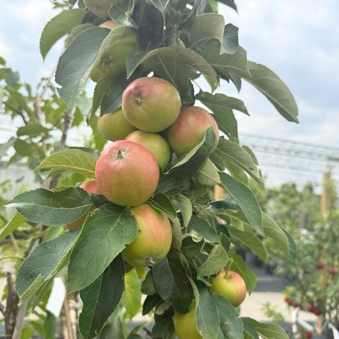 Æbletræ, søjleæble, Malus domestica 'Redcats'
