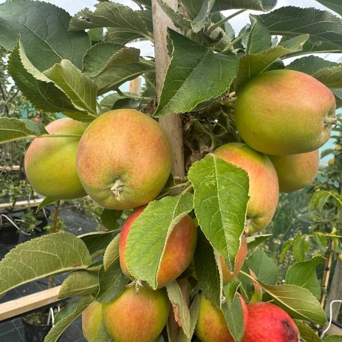 Æbletræ, søjleæble, Malus domestica 'Redcats'