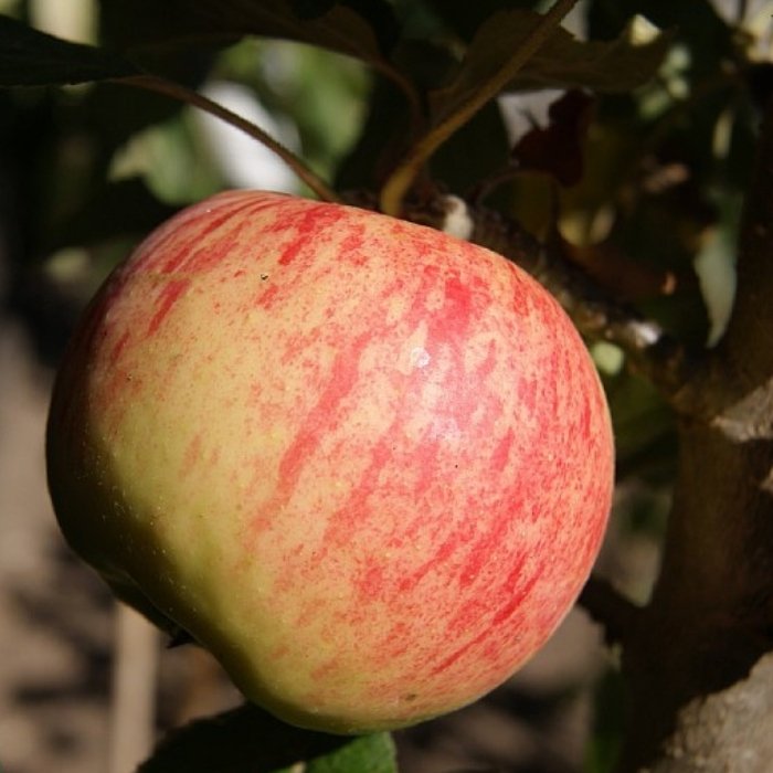 Æbletræ, søjleæble, Malus Domestica ´Starcats´ - 50/80CM stamme