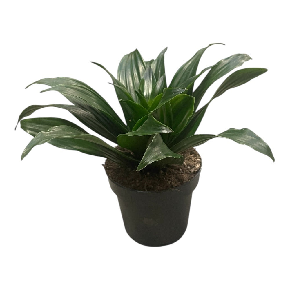 dracaena fragrans giftig Afrikansk dracaena, dracaena fragrans 'Compacta' – 12 cm potte