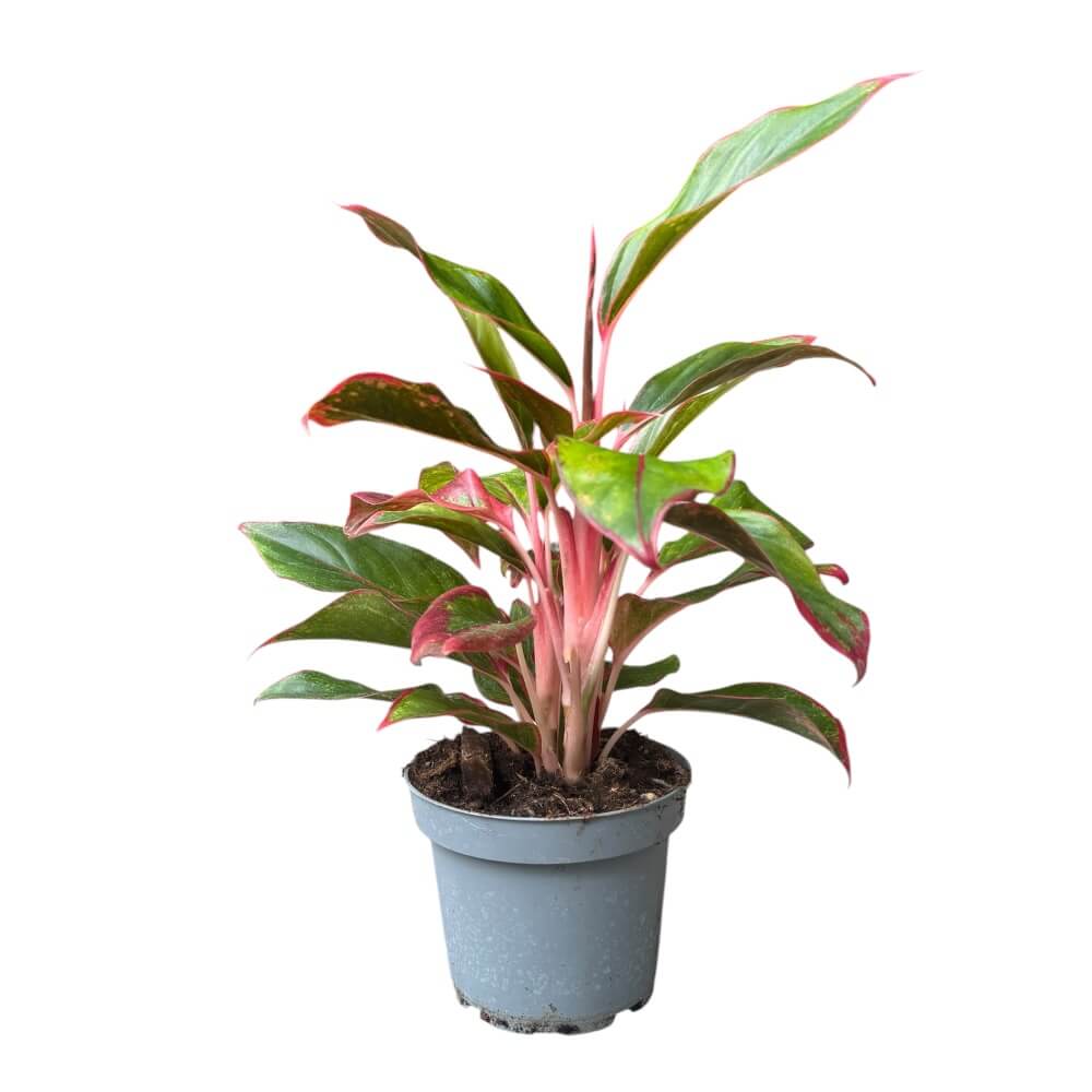 Sømandstrøst, Aglaonema commutatum – 13 cm potte – dekorative grønne og rosa blade