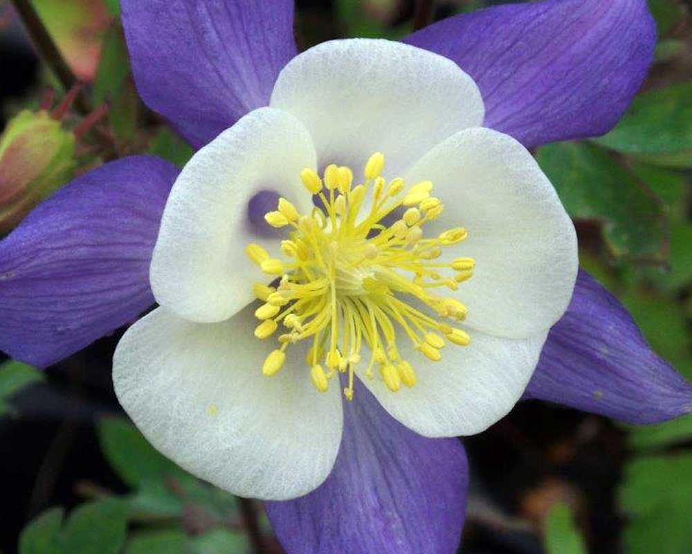 Akeleje, AQUILEGIA caer. Blue Star, staude i 1 L potte.