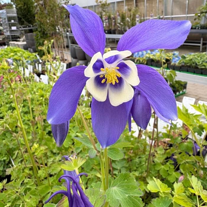 Akeleje, Aquilegia caerulea Sp. 'Magie Blue White'