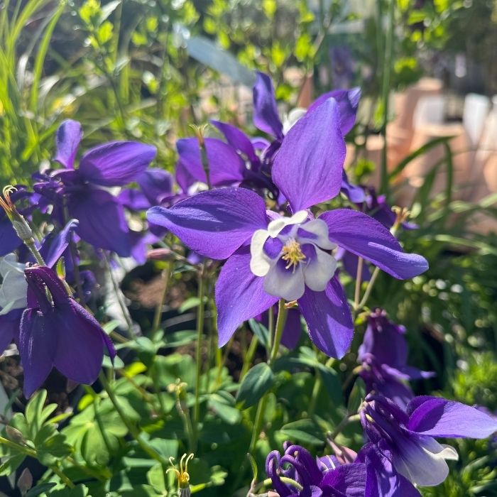 Akeleje, Aquilegia caer. 'Spring Magic Blue' 