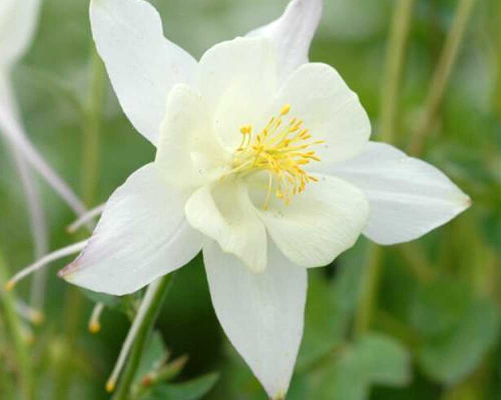 Akeleje, AQUILEGIA caer, staude i 1 L potte.