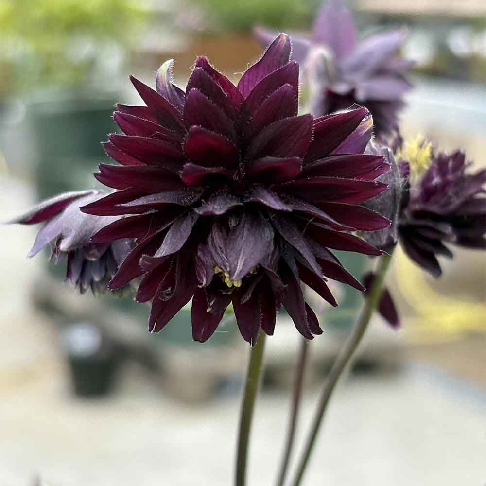 Akeleje AQUILEGIA vulg. Black Barlow, staudeplante til haven i 1 L potte.