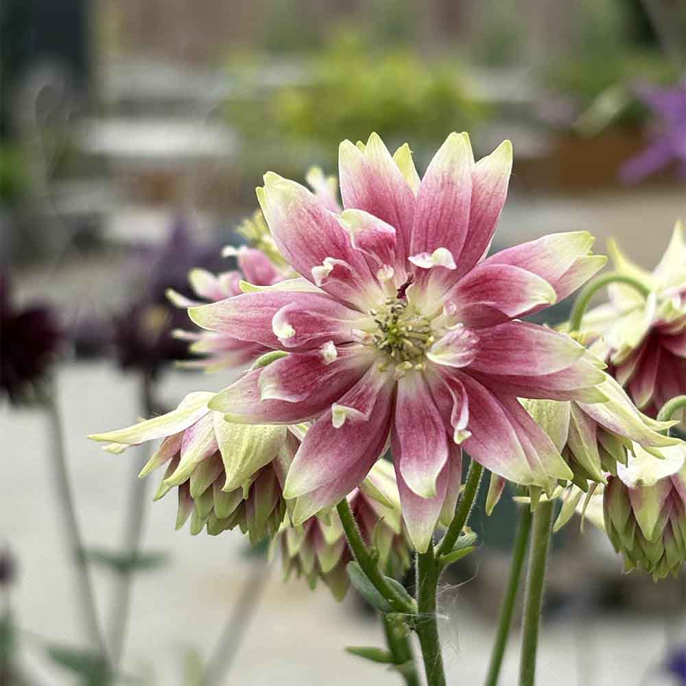 Akeleje, AQUILEGIA vulg. Nora Barlow, staude i 1 L pot.