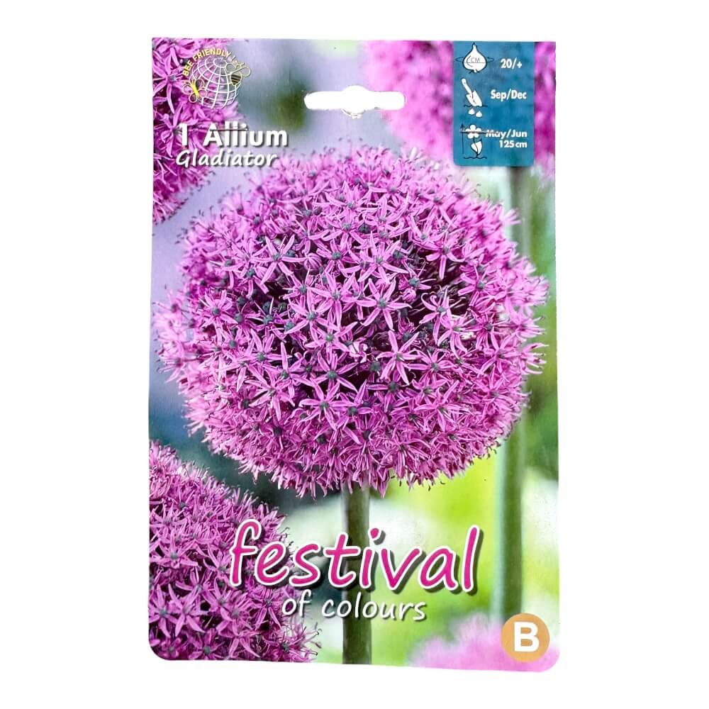 Prydløg, Allium ´Gladiator´ - 1 stk.