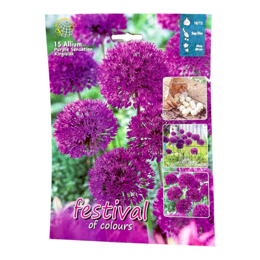 Prydløg, Allium ´Purple Sensation´ - 5 stk.