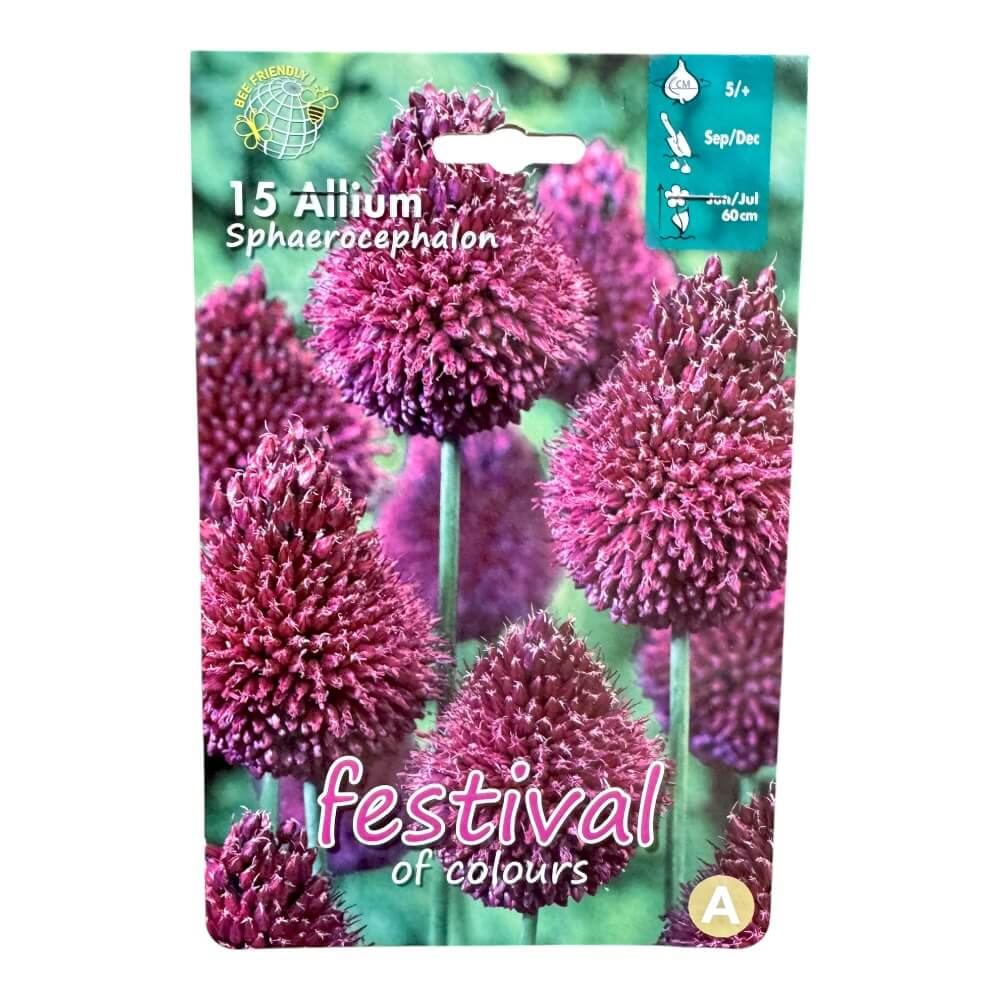 Prydløg, Allium Sphaerocephalon - 15 stk.
