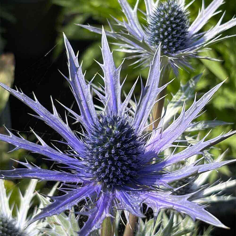 Alpe-mandstro, ERYNGIUM zabelii ´Big Blue´ - 1L Potte