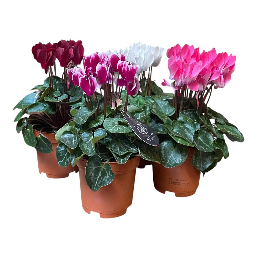 Alpeviol, Cyclamen (garden), flere varianter - 10,5 cm potte