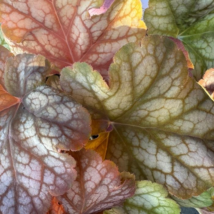 Alunrod, Heuchera 'Chantilly' 