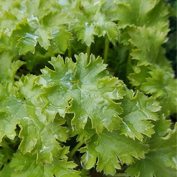 Alunrod, HEUCHERA h. Apple Crisp