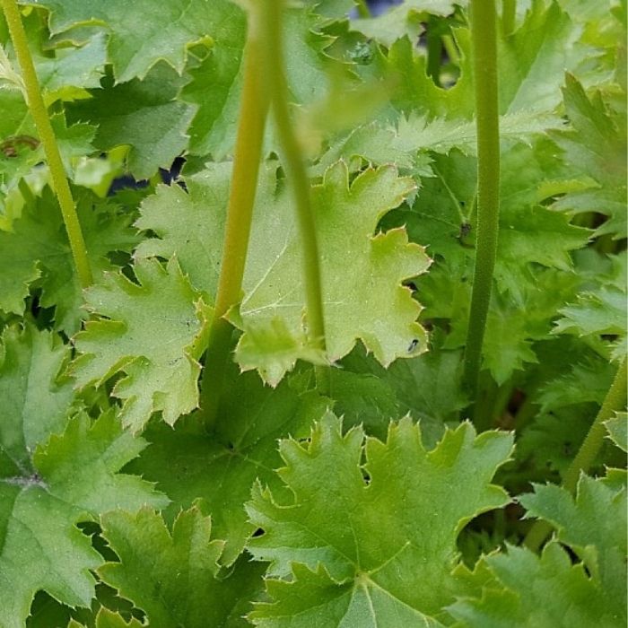 Alunrod, HEUCHERA h. Apple Crisp