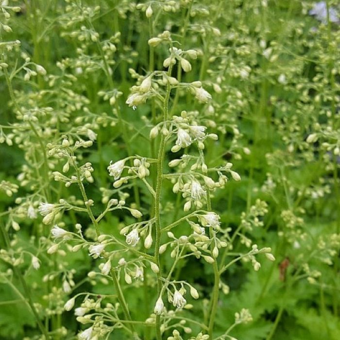 Alunrod, HEUCHERA h. Apple Crisp