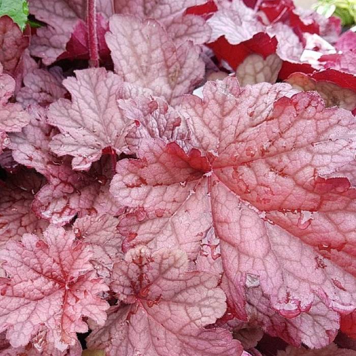 Alunrod, HEUCHERA h. Berry Smoothies