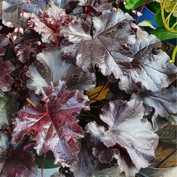 Alunrod, HEUCHERA h. Black Pearl