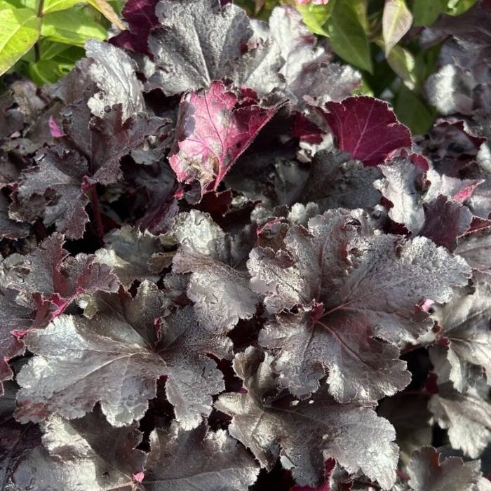 Alunrod, HEUCHERA h. Black Pearl