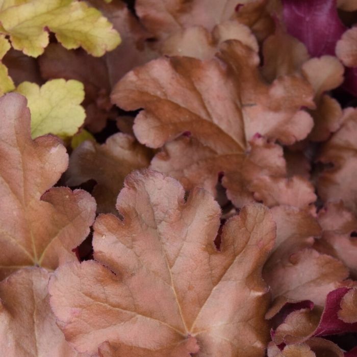 Alunrod, HEUCHERA h. Boysenberry 