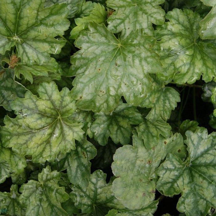 Alunrod, Heuchera h. Paris 
