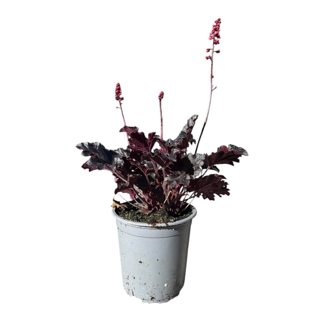 Alunrod, Heuchera ´Timeless Night´ 