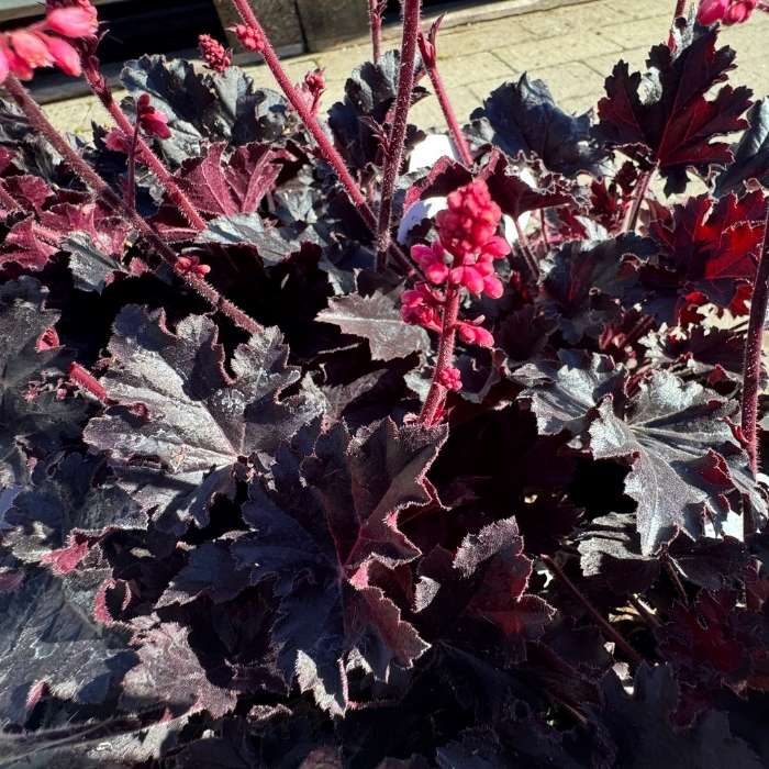 Alunrod, Heuchera ´Timeless Night´ 