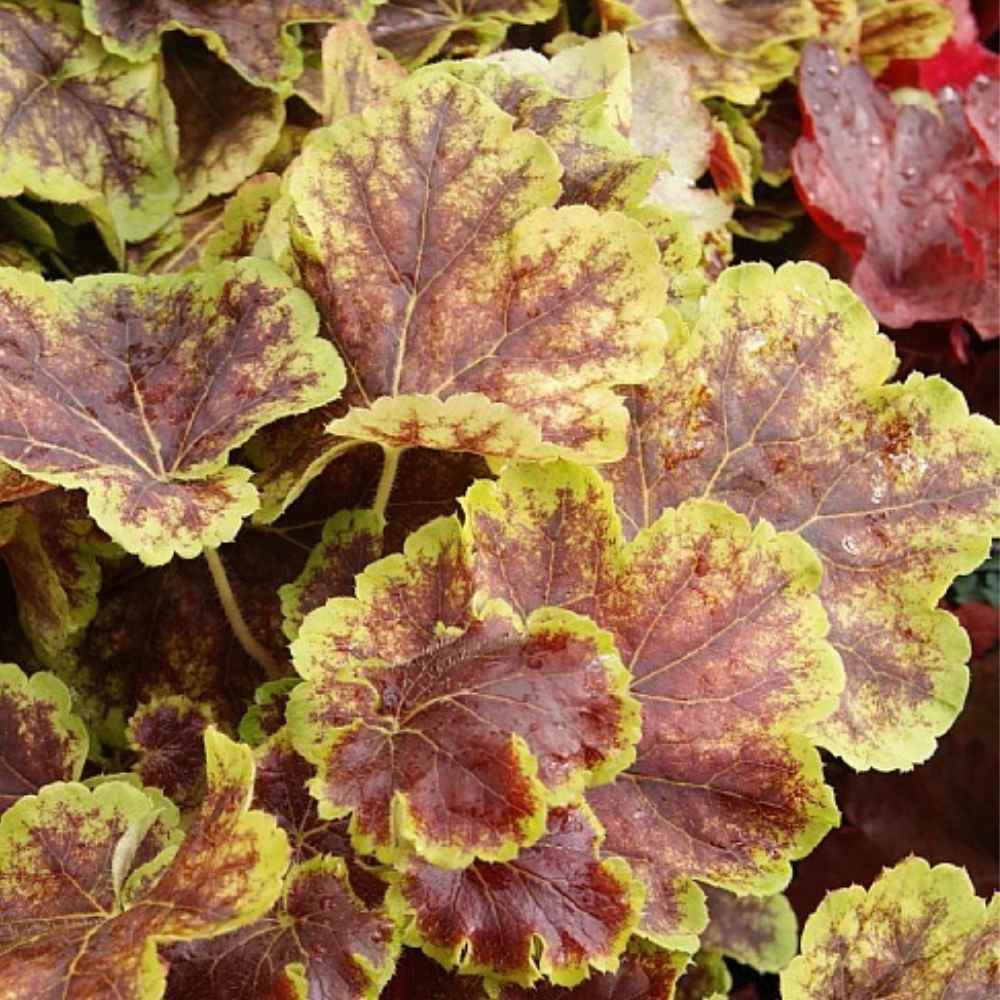 Alunrod, HEUCHERELLA hybrid Solar Eclipse - 1 L Potte