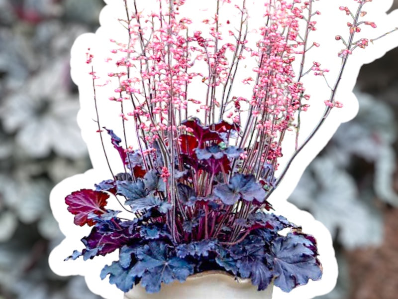 Alunrod staude, Heuchera H. 'Black Forrest Cake', 1 L potte.