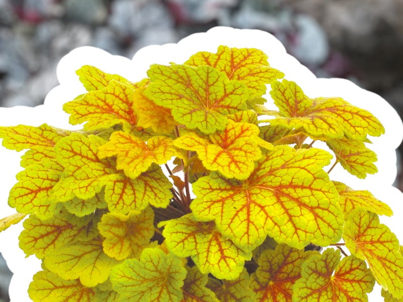 Alunrod, Heuchera H. Electra staude i 1 L potte.