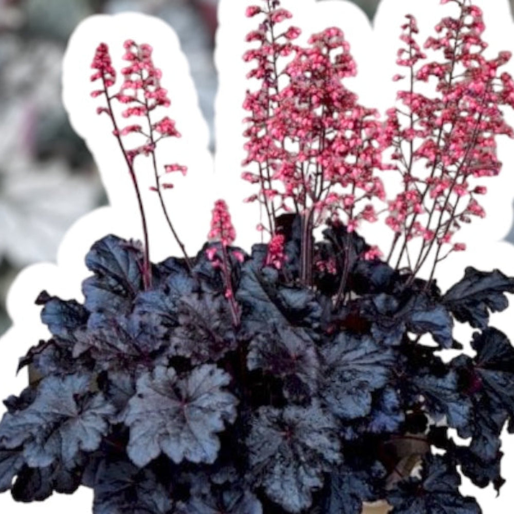 Alunrod staude, HEUCHERA h. Timeless Night, 1 L potte.