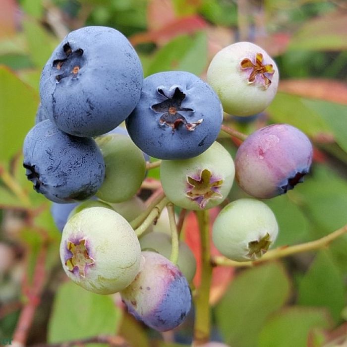 Amerikansk Blåbær, Vaccinium corymbosum 'Elisabeth' 