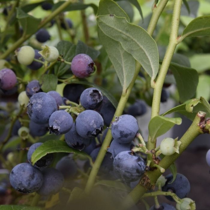 Amerikansk Blåbær, Vaccinium corymbosum 'Elisabeth' 