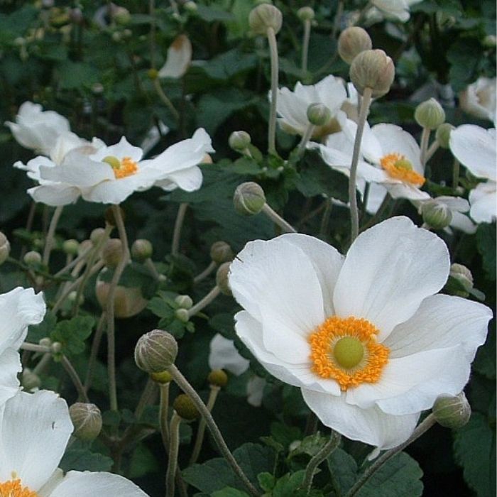 Høstanemone, Anemone Honorine Jobert