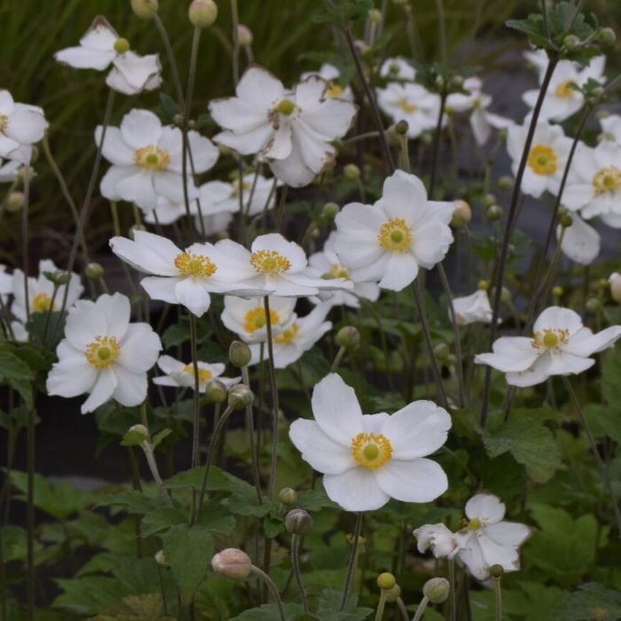 Høstanemone, Anemone Honorine Jobert