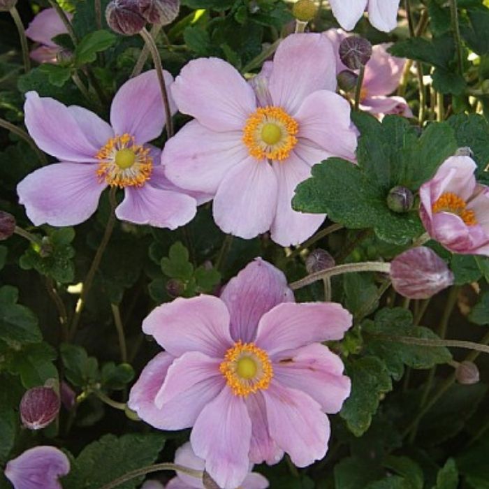 Høstanemone, ANEMONE jap. Königin Charlotte