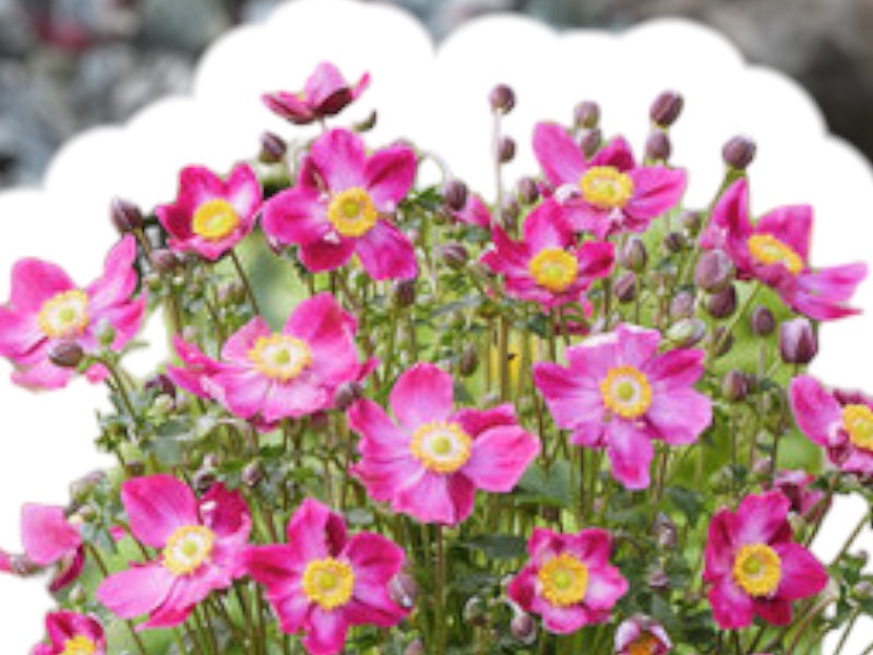 Høstanemone Anemone Japonica 'Fantasy Ariel', blomstrende staude til haven.