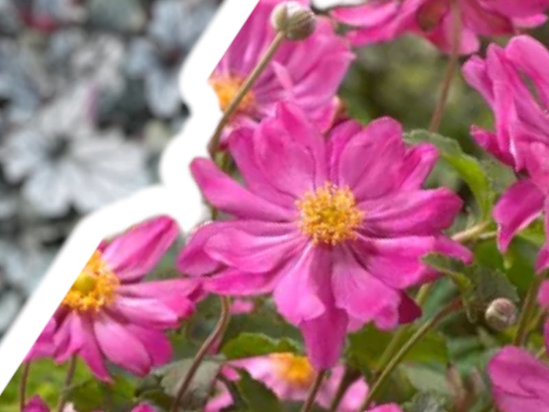 Høstanemone, ANEMONE jap. Fantasy Belle i 1 L potte