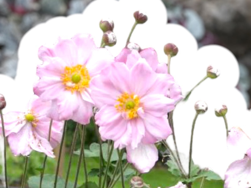 Høstanemone ANEMONE jap. Königin Charlotte i 1 L potte.