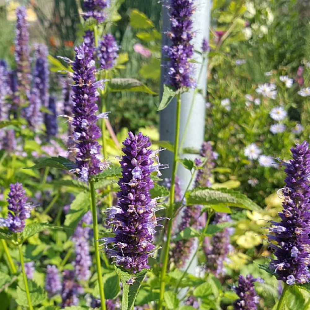 Anisisop, AGASTACHE hybr. ´Black Adder´ - 1L Potte