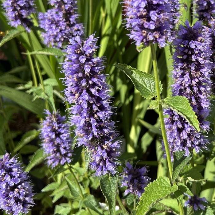 Anisisop, Agastache 'Black Adder'