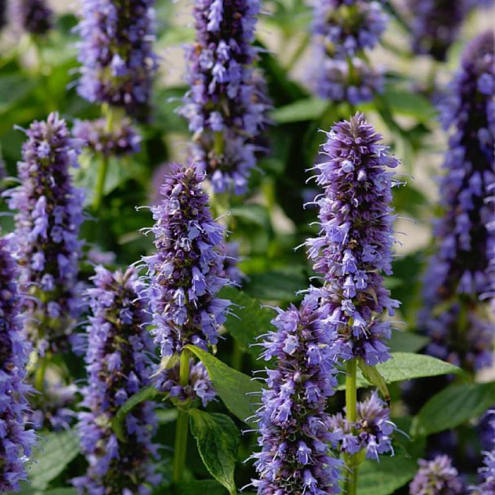 Anisisop, AGASTACHE hyb. ´Blue Fortune´ - 1 L Potte