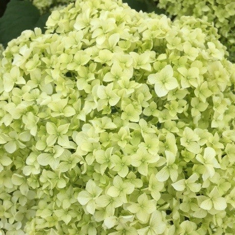 Hortensia, Hydrangea arbor. 'Annabelle' - 3L potte