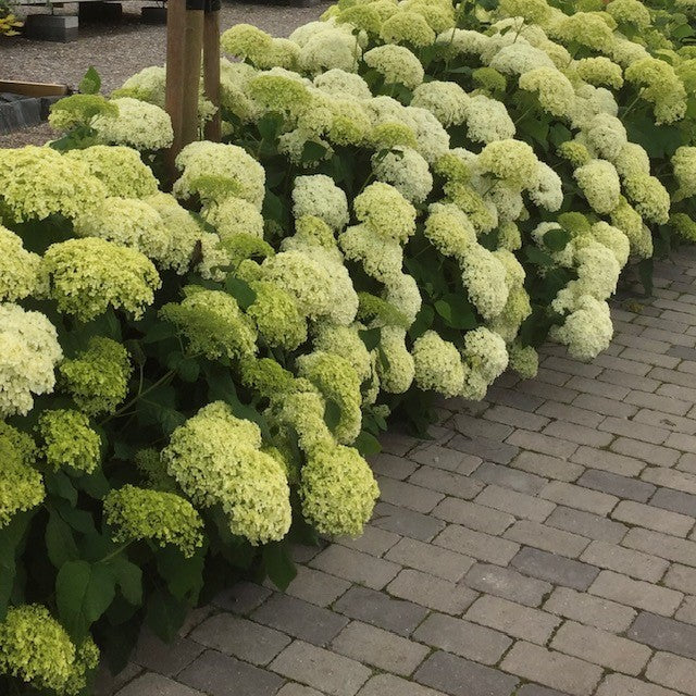 Hortensia, Hydrangea arbor. 'Annabelle' - 3L potte