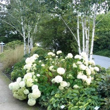 Hortensia, Hydrangea arbor. 'Annabelle' - 3L potte