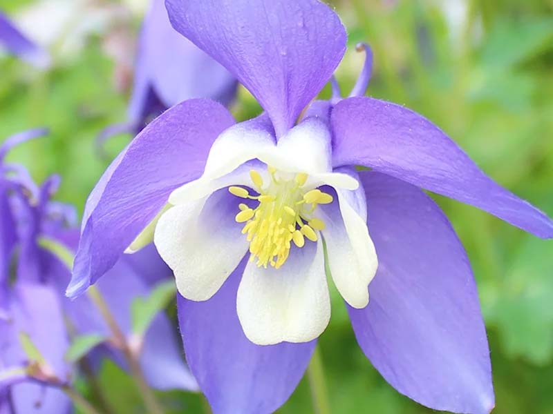 Akeleje staude plante til haven, AQUILEGIA caer. Sp.Magie Blue White, 1 L pot.