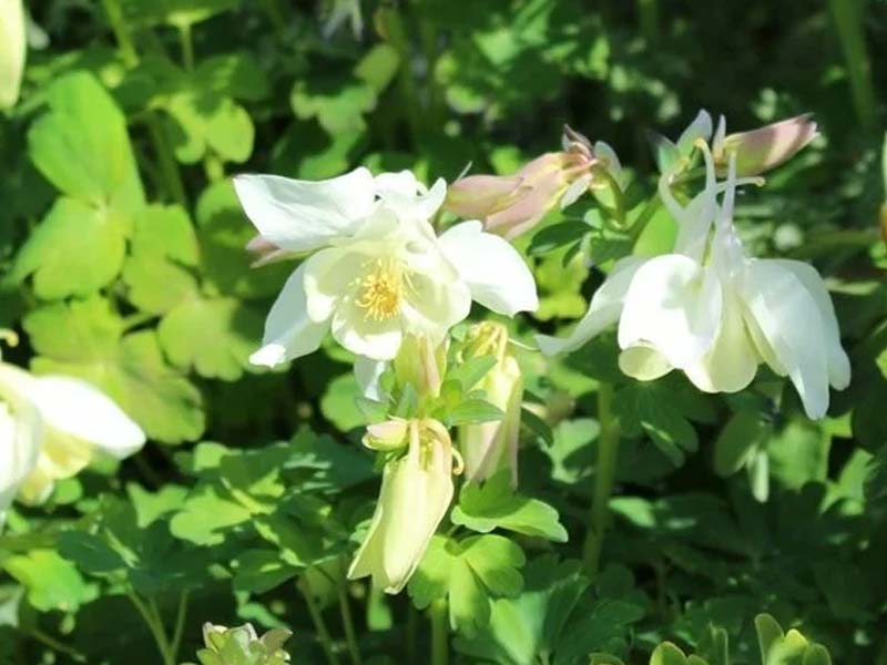 Akeleje staude til haven, AQUILEGIA caer. Sp.Magie White, 1 L pot.